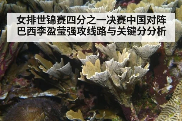 女排世锦赛四分之一决赛中国对阵巴西李盈莹强攻线路与关键分分析